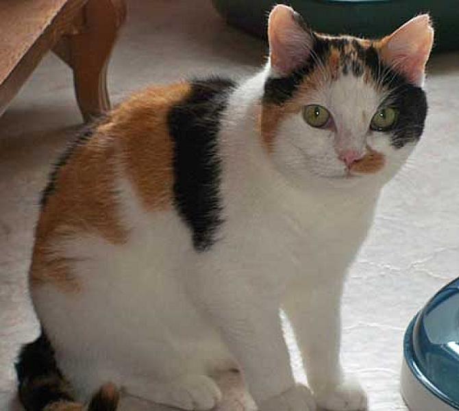 Catootje