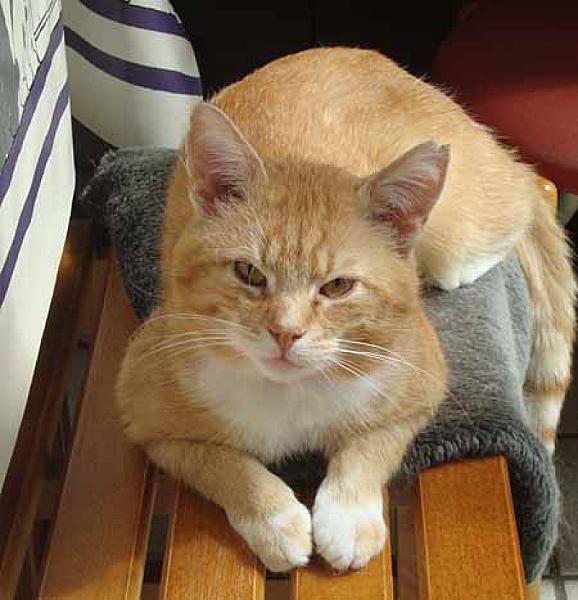Simon