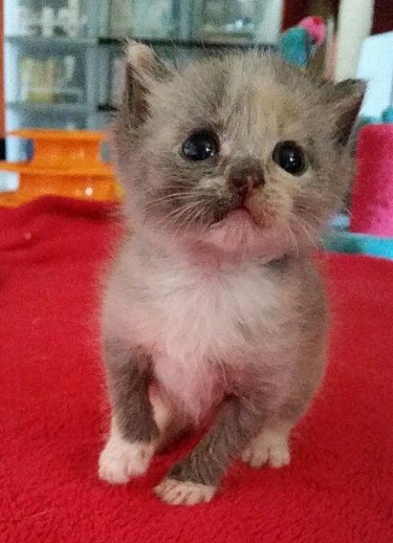Pip en Pluk