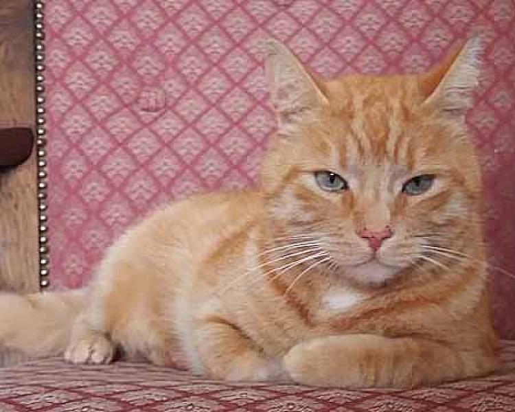 Timo
