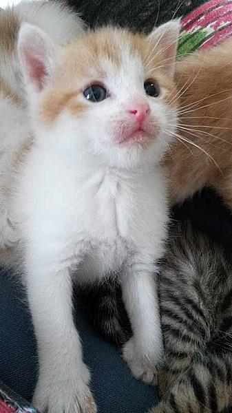 Romeo