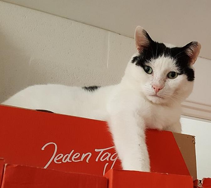 Remy