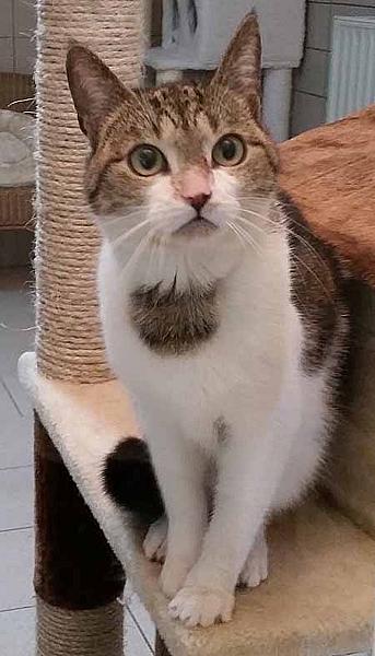Sofie