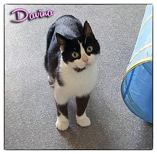 Davina