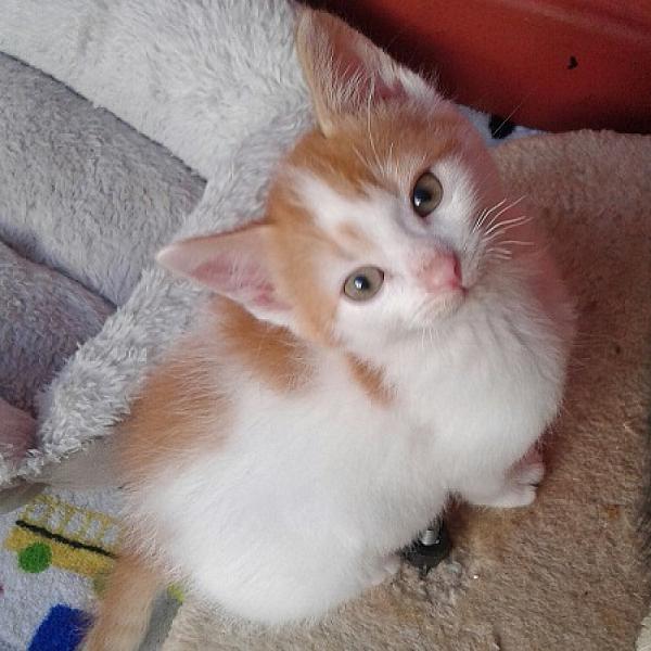 Floris