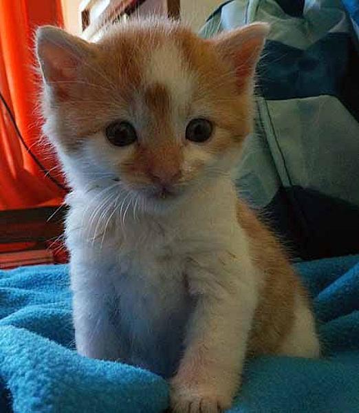 Ed