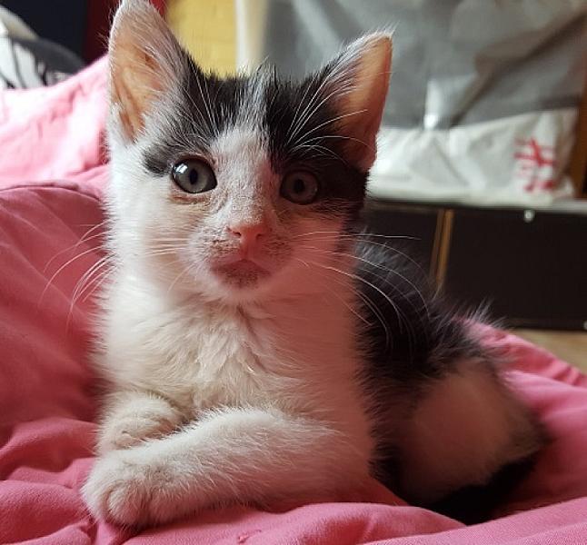 Darwin