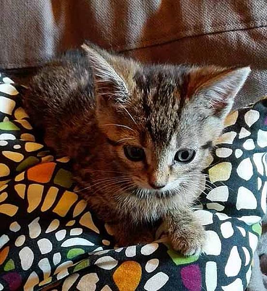 Caramel