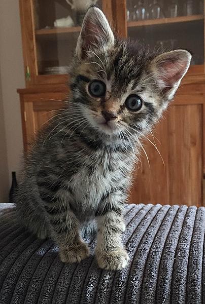 Jasper