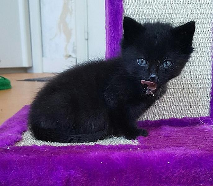 Onyx