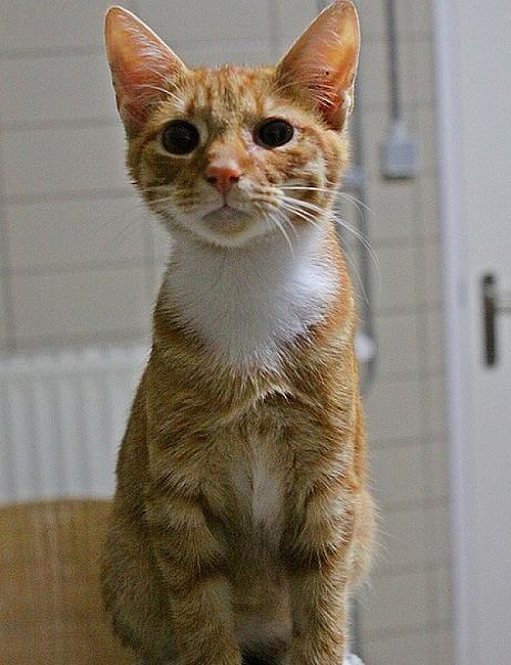 Emiel