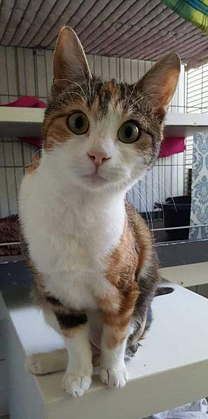 Athena