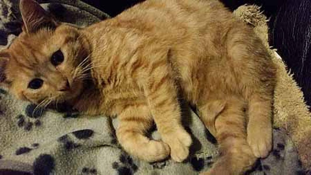 Garfield