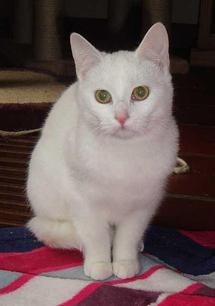 Liza