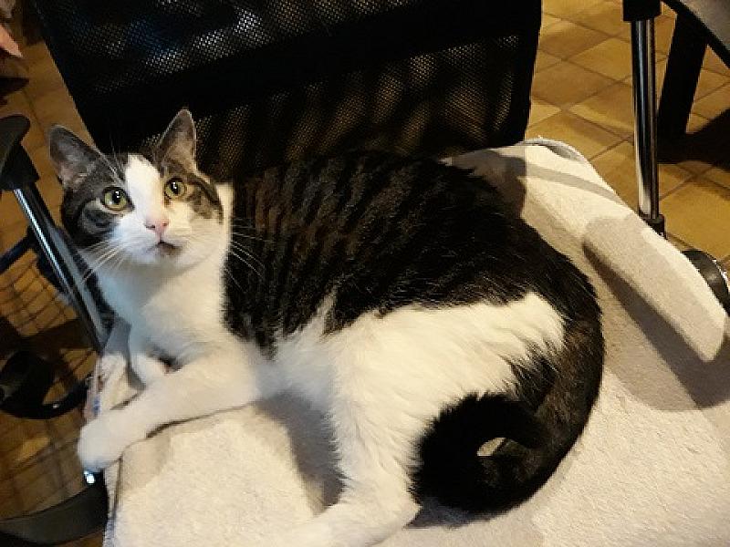 Odin