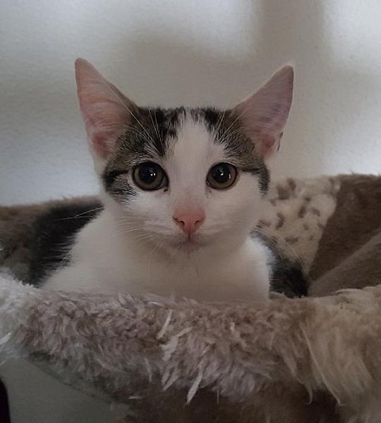Bibi