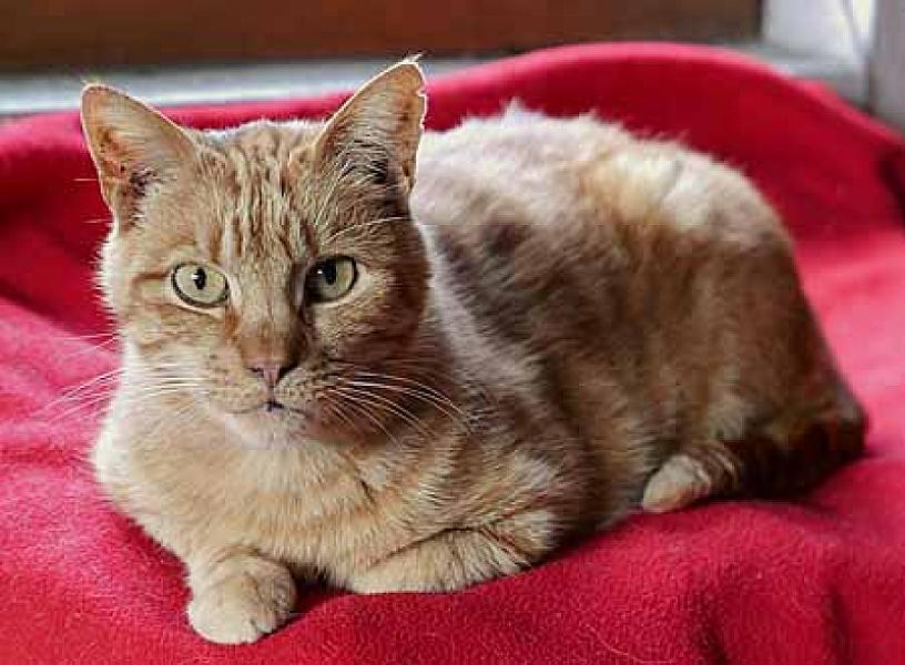 Ginger