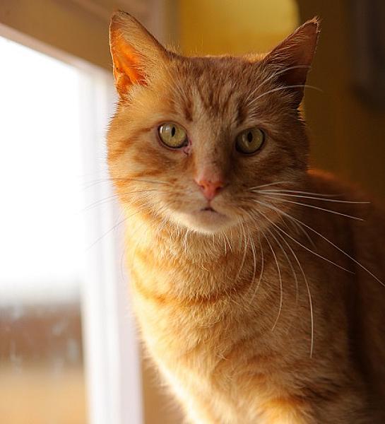 Milo
