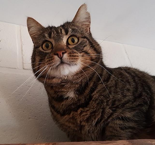 Simon