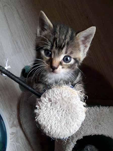 Tamino