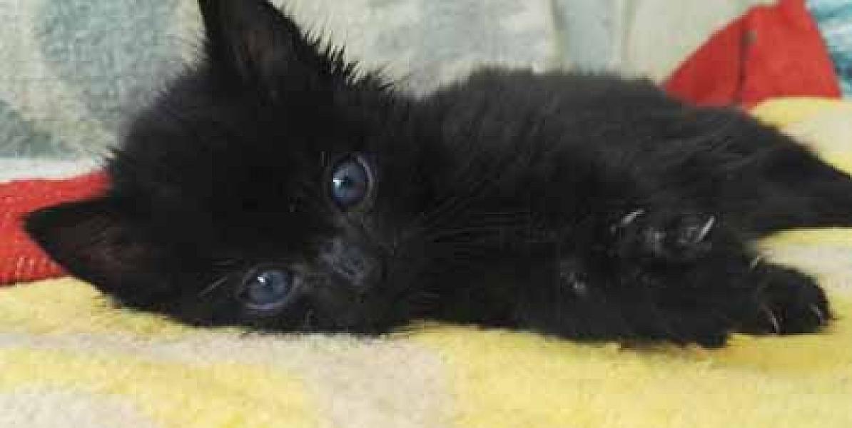 Bagheera