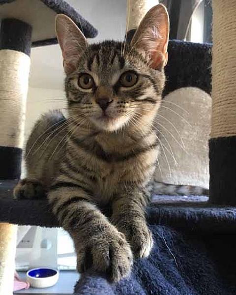 Ozzie