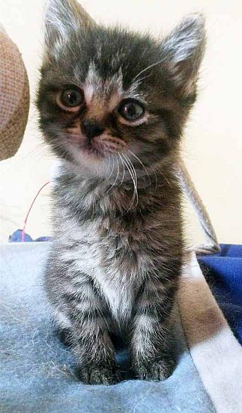 Millie