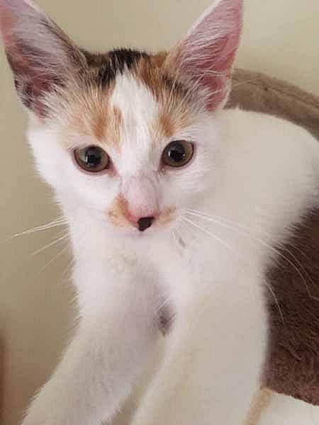 Mitsy