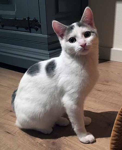 Pip