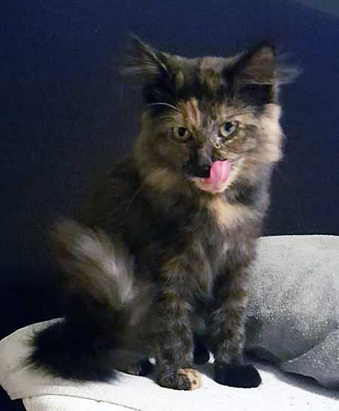 Emy