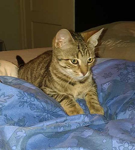 Tigra