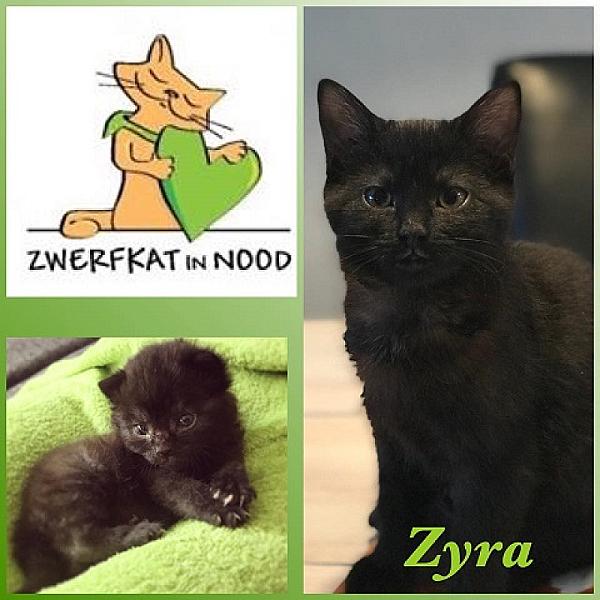 Zyra