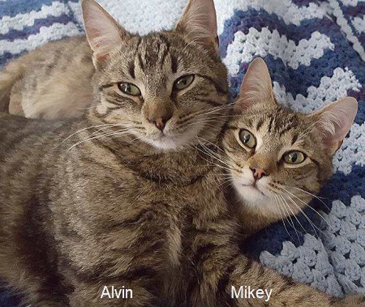 Alvin