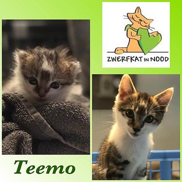 Teemo
