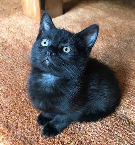 Felix