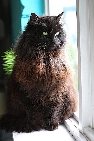 Bonnie
