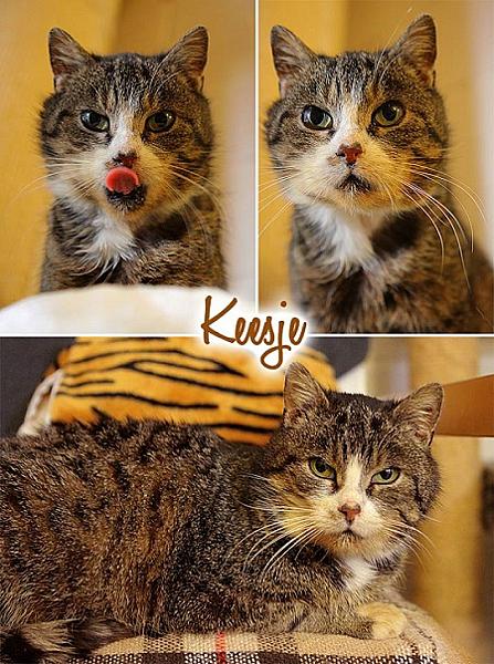 Keesje