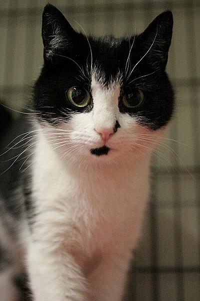 Figaro