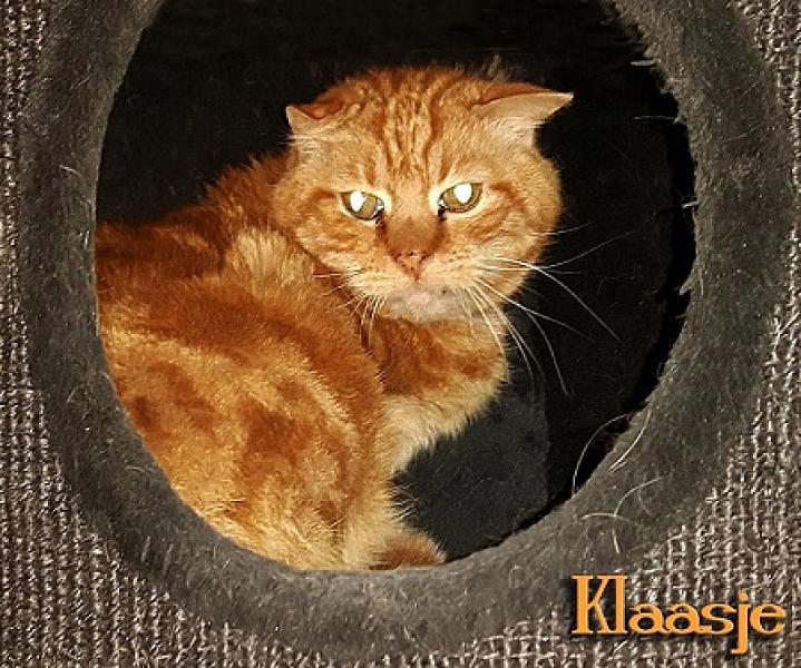 Klaasje
