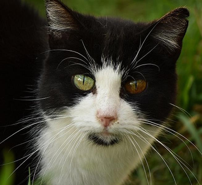 Hidde