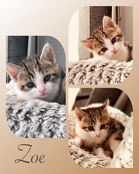 Zoe