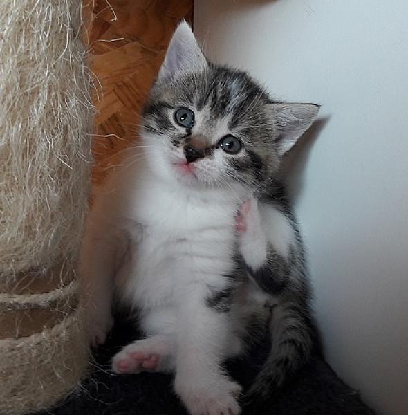 Millie