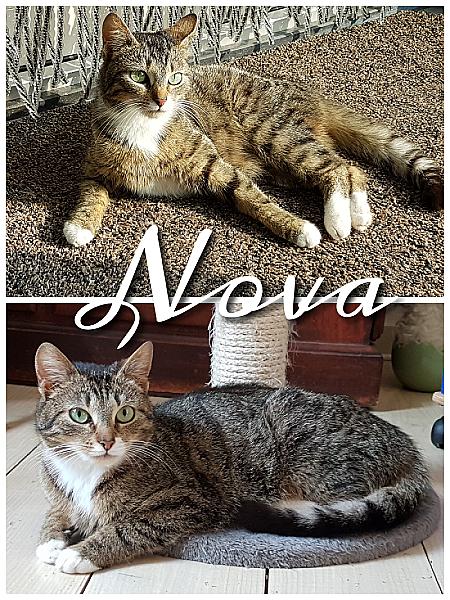 Nova