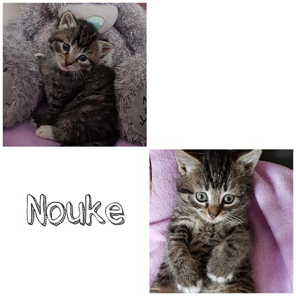 Nouke