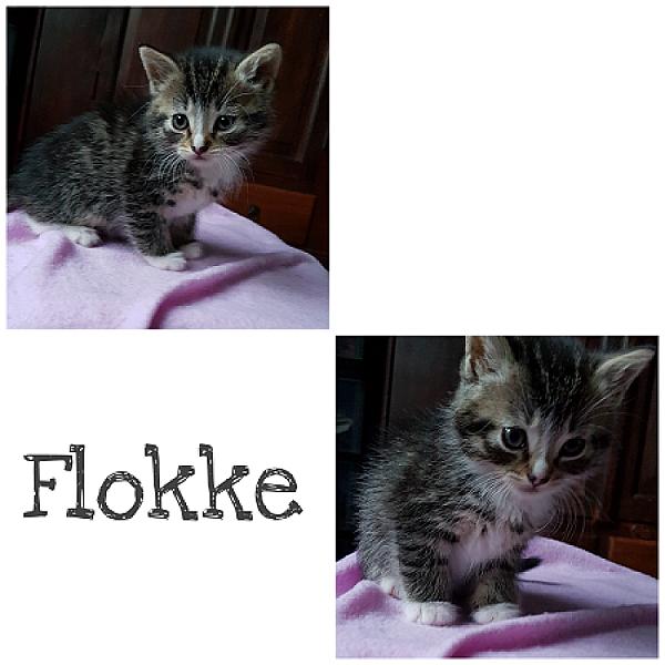 Flokke