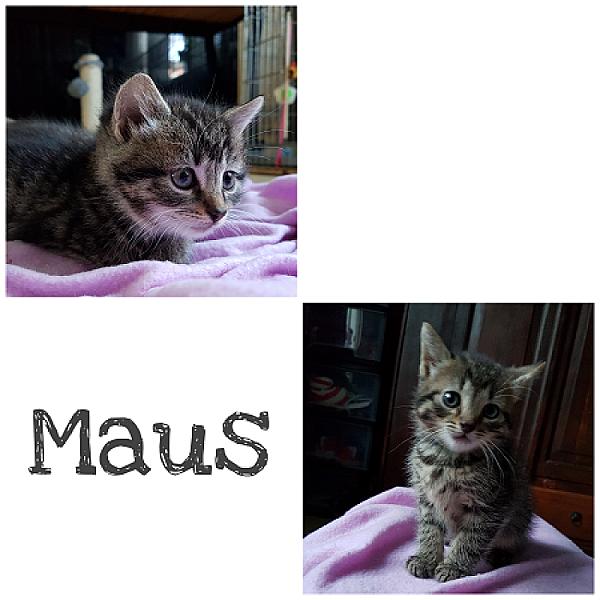Maus