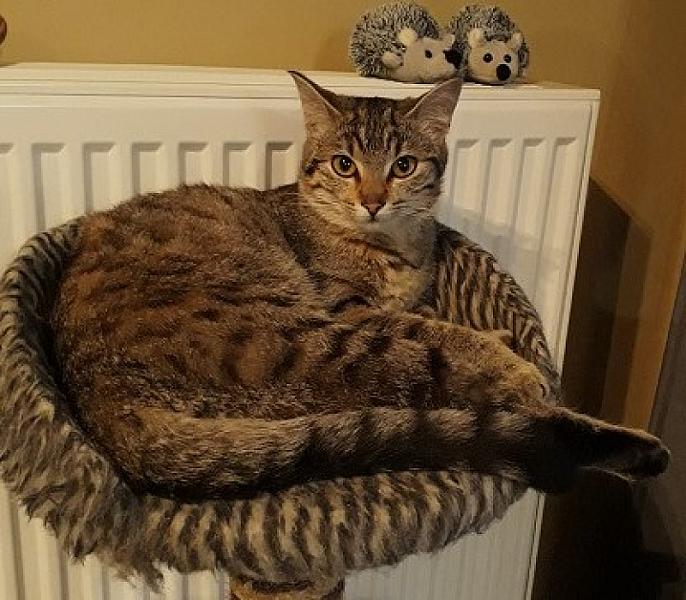 Fenya
