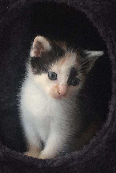 Izzy