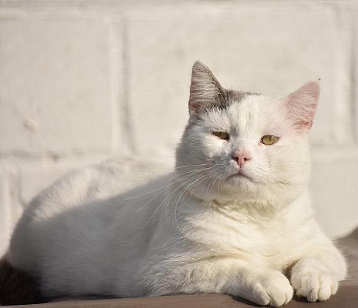 Boris