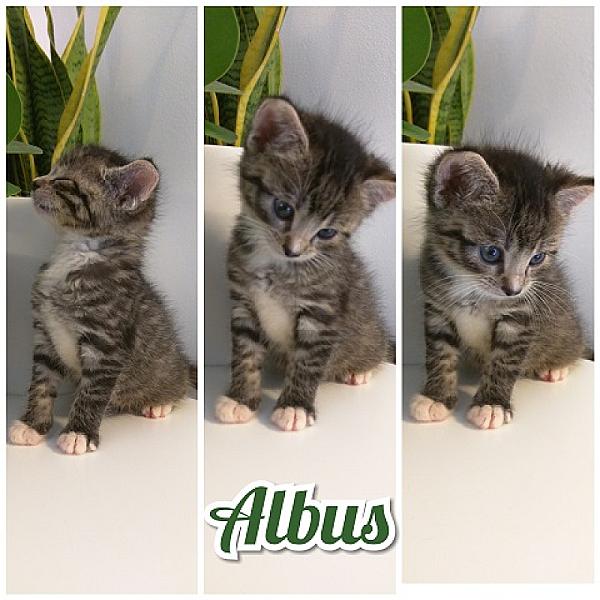 Albus
